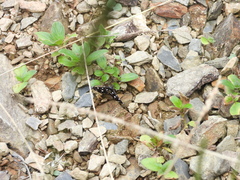 Bocchoris inspersalis
