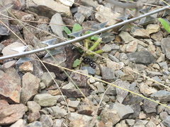 Bocchoris inspersalis