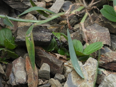 Bocchoris inspersalis