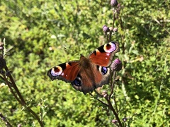 Aglais io