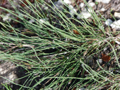 Ephedra major major