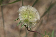 Scabiosa rotata