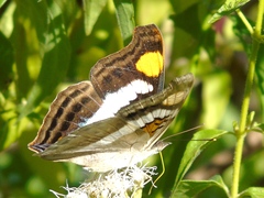 Doxocopa laure laure