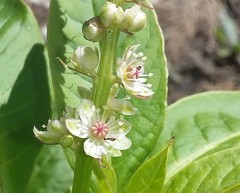 Phytolacca heterotepala
