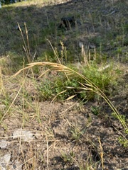 Ceratochloa