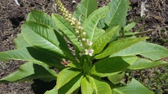 Phytolacca heterotepala
