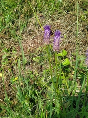 Phyteuma betonicifolium