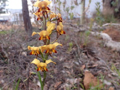 Diuris brumalis