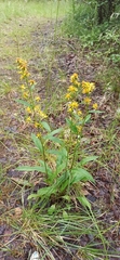 Solidago virgaurea lapponica