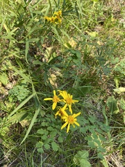 Arnica longifolia