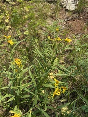 Arnica longifolia
