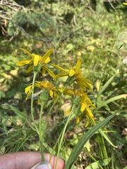 Arnica longifolia