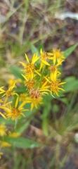Solidago virgaurea lapponica