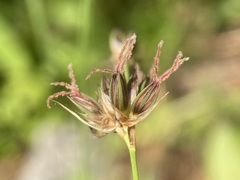 Juncus longistylis