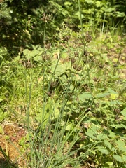 Juncus longistylis