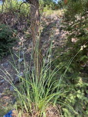 Juncus longistylis