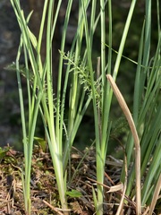 Juncus longistylis