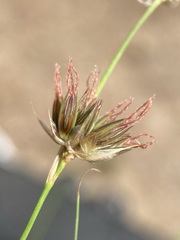 Juncus longistylis