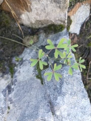 Oxalis livida