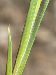 Juncus longistylis