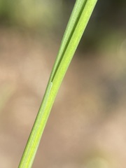 Juncus longistylis