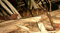 Bitis gabonica
