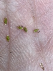 Eleocharis quinqueflora