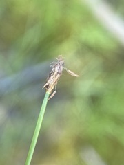 Eleocharis quinqueflora