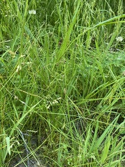 Eleocharis quinqueflora