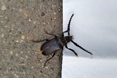Prionus coriarius