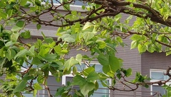 Erythrina variegata orientalis