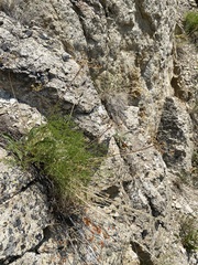 Cymopterus terebinthinus foeniculaceus