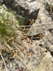 Cymopterus terebinthinus foeniculaceus