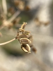 Cymopterus terebinthinus foeniculaceus