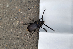 Prionus coriarius