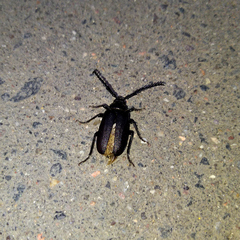 Prionus coriarius