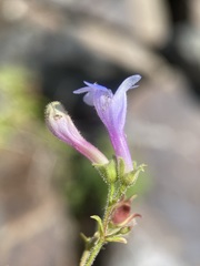 Penstemon diphyllus
