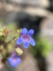 Penstemon diphyllus