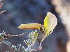 Lotononis dahlgrenii