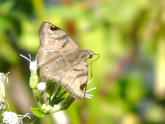 Arteurotia tractipennis