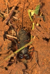 Thelyphonus sepiaris