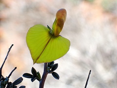 Lotononis dahlgrenii