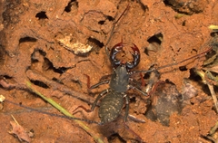 Thelyphonus sepiaris