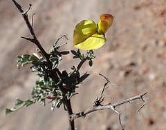 Lotononis dahlgrenii