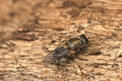 Adoxomyia heminopla