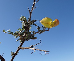 Lotononis dahlgrenii