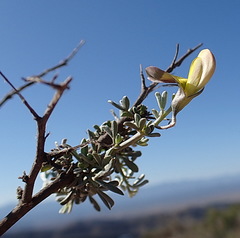 Lotononis dahlgrenii