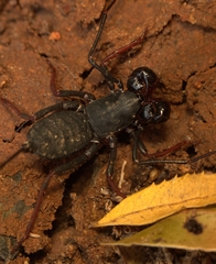 Thelyphonus sepiaris