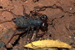 Thelyphonus sepiaris