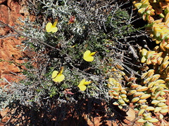 Lotononis dahlgrenii